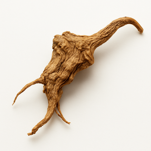 Angelica Root