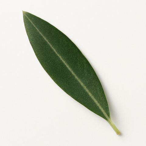 Olive Leaf