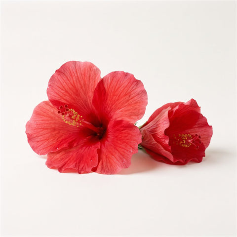 Hibiscus Flowers